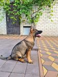 Цуценята німецької вівчарки.
