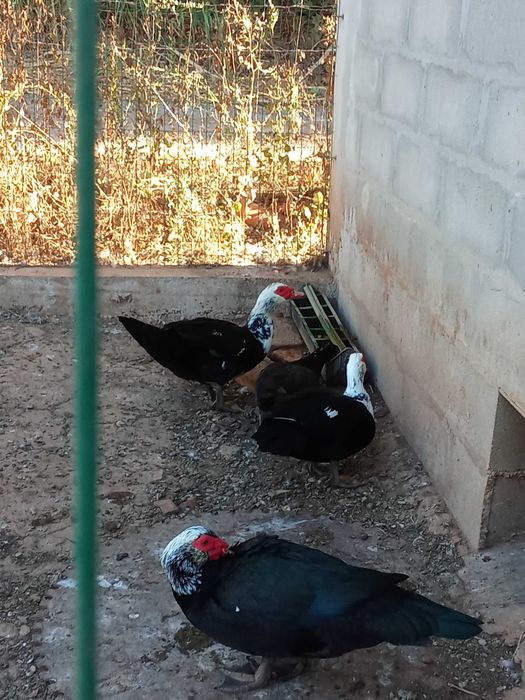 Vendo patos mudos, machos e fêmeas.