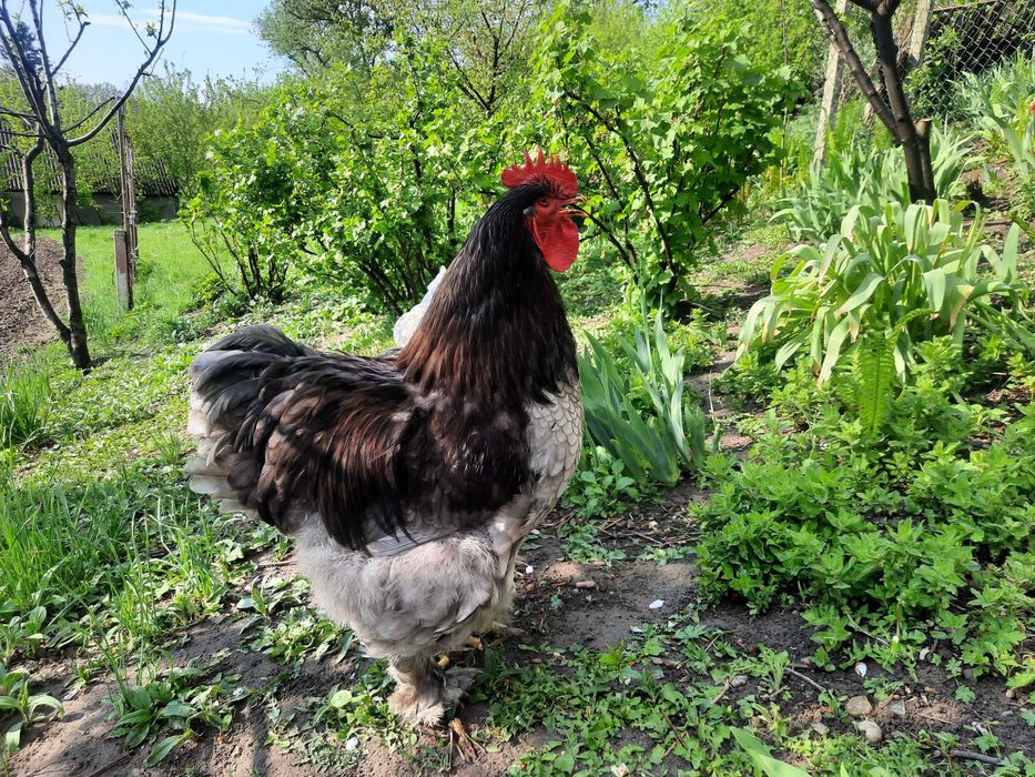 Інкубаційне  яйце