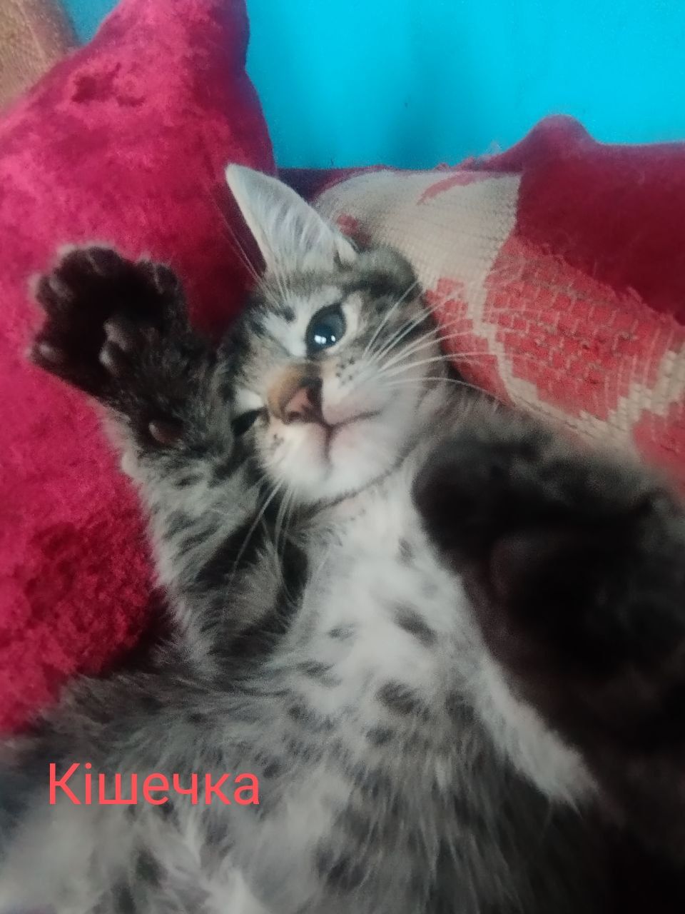 Віддамо кошинят в добрі руки