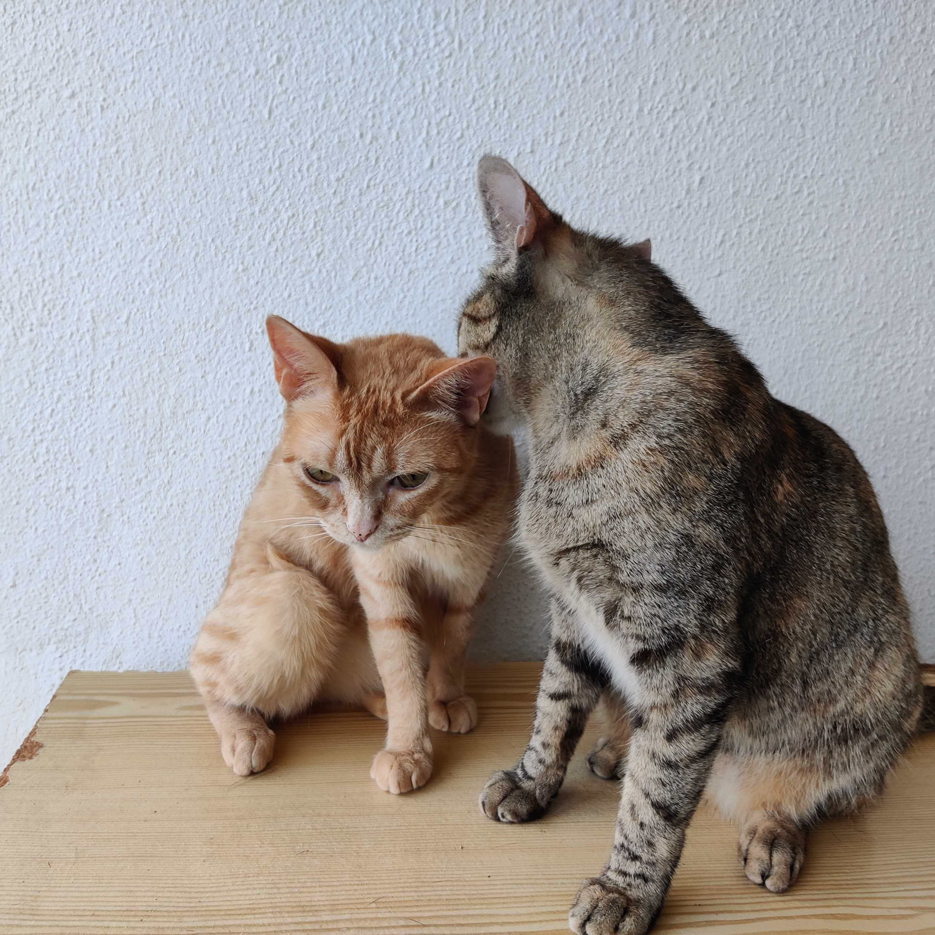 DUAS GATINHAS ADULTAS À PROCURA DE UM LAR PERMANENTE