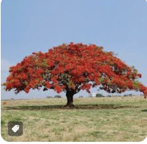 Arvore de flamboyant