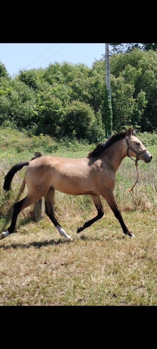 Poldra Luso-Árabe