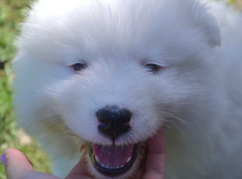 Uśmiechnięty samoyed chłopiec