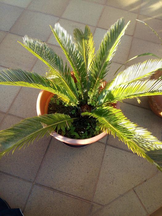 Palmeira sica ou Sagu de jardim