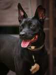 Figa - przeuroczy mix TTB, pitbull /amstaff z nietoperkiem. Adoptuj