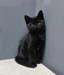 Кошеня котёнок 2,5 м.