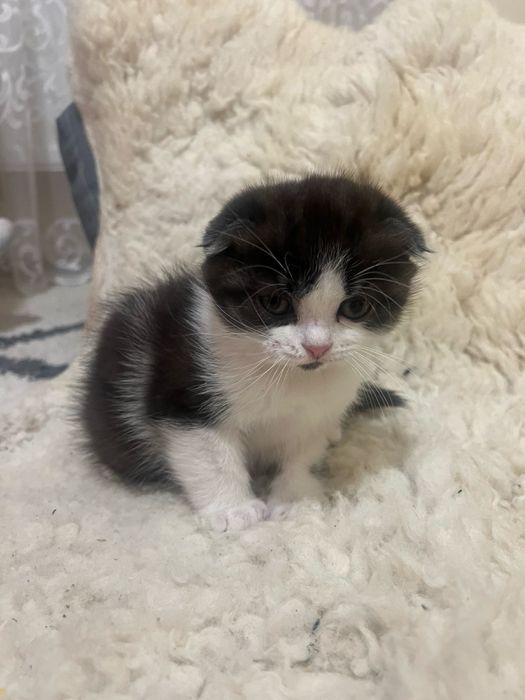 Висловуха виня клаповухе кошеня котятко - киця скоттіш фолд