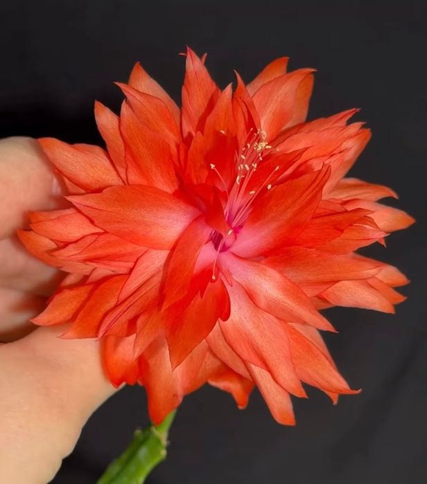 Шлюмбергера Blood Moon