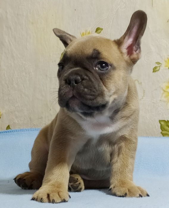 Малыш франичек бульдог