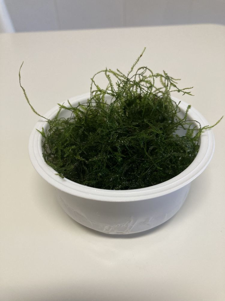 Musgo java ( Taxiphyllum barbieri  )