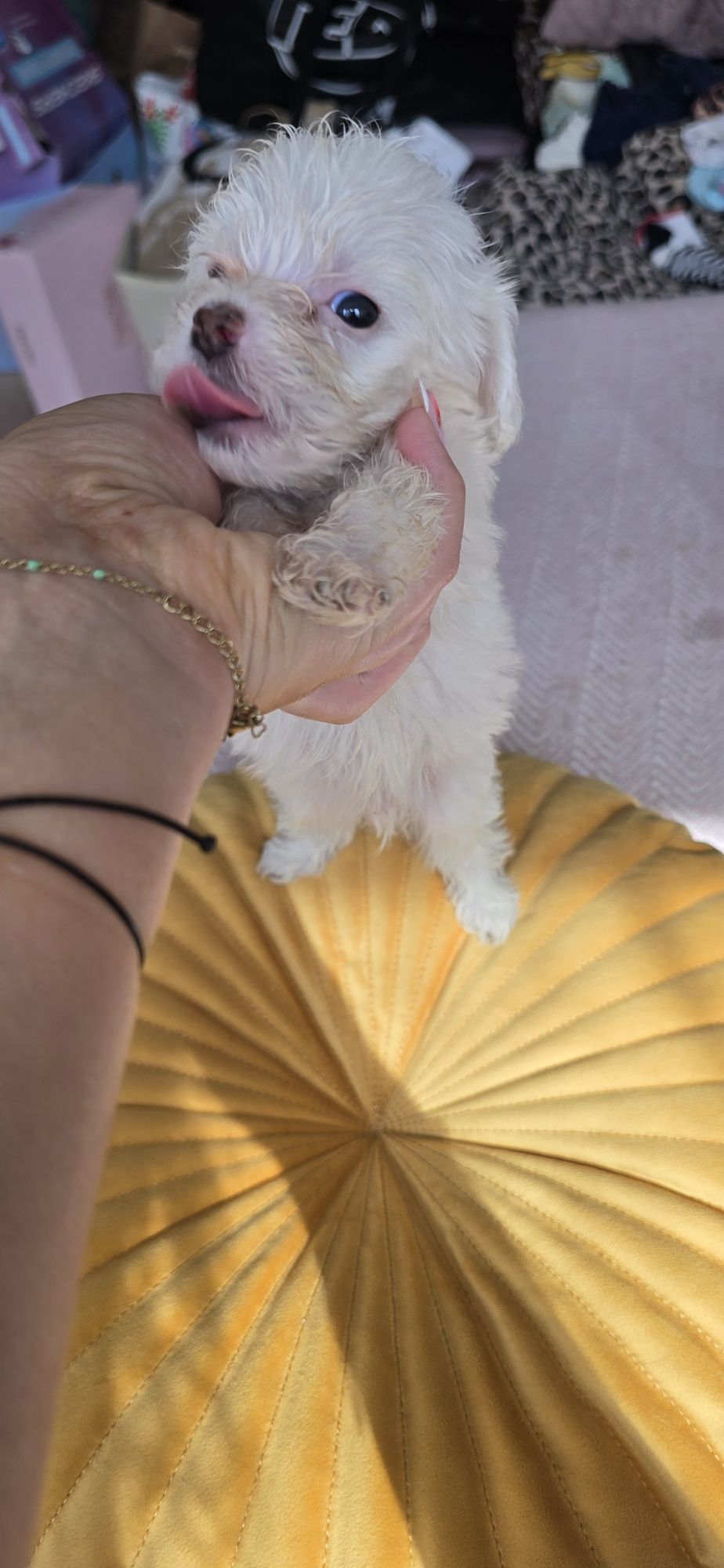 Malutki.Maltipoo
