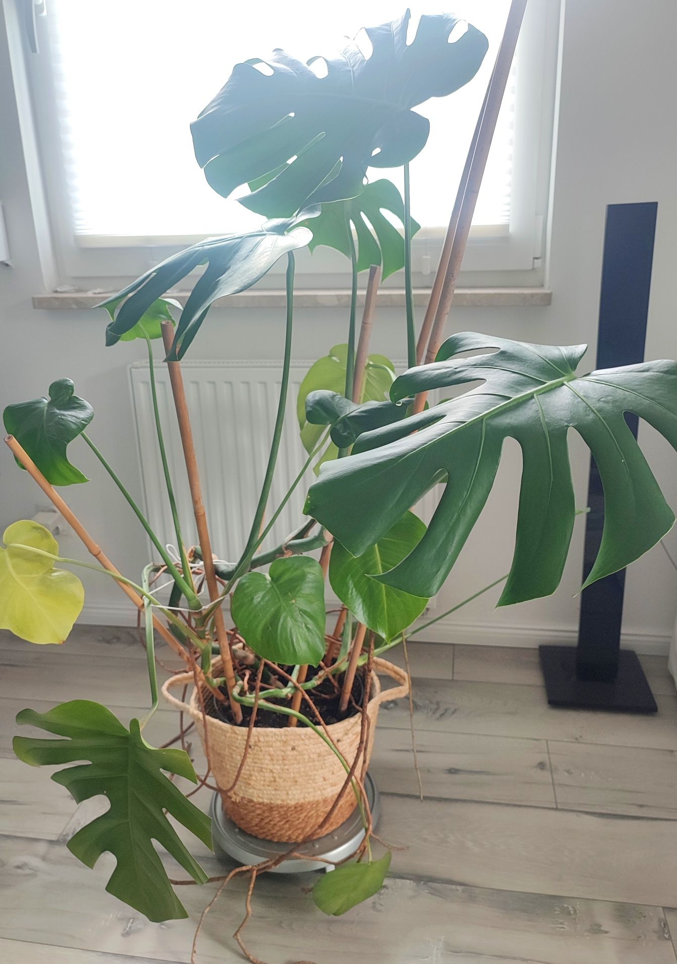 Monstera 120cm wysokości