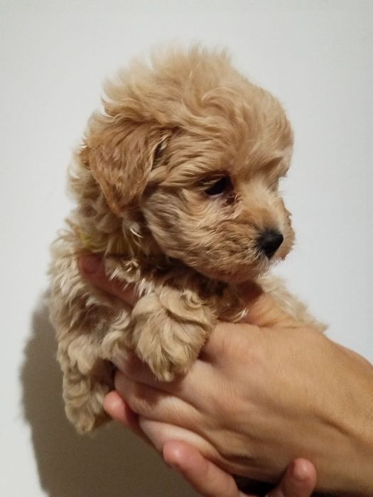 Мальтипу F1 і F2