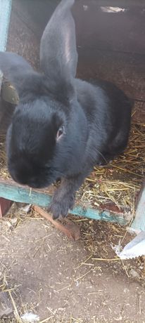 Продам Новозеландських чорних кролів