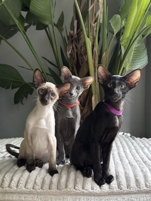 Orientalna kotka RASPBERRY Pola Elizejskie*Pl