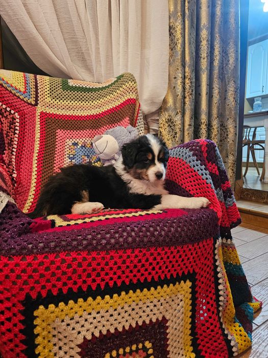 Owczarek Australijski (AUSSIE) - Black tri -  ZKwP - FCI