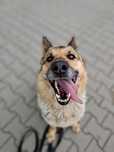 Sunia w typie owczarka niemieckiego do adopcji!