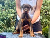 Doberman FCI, brązowa suczka!