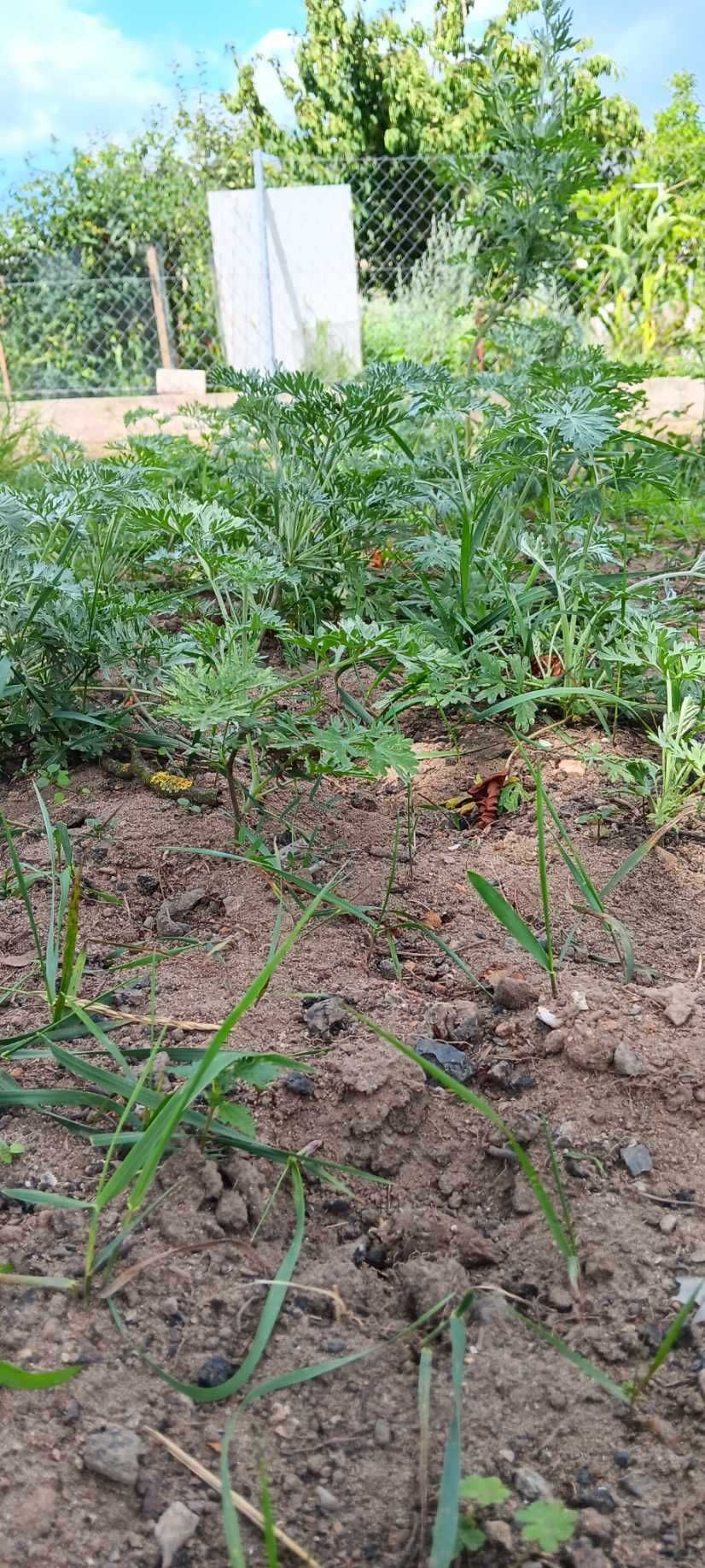 Sadzonki BYLICY PIOŁUN 11 sztuk Eko (młode, rozwinięte) CZYSTA NATURA