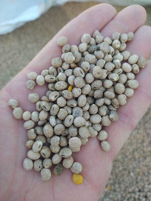 Łubin wąskolistny Dalbor