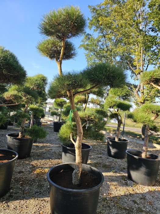Sosna czarna Bonsai