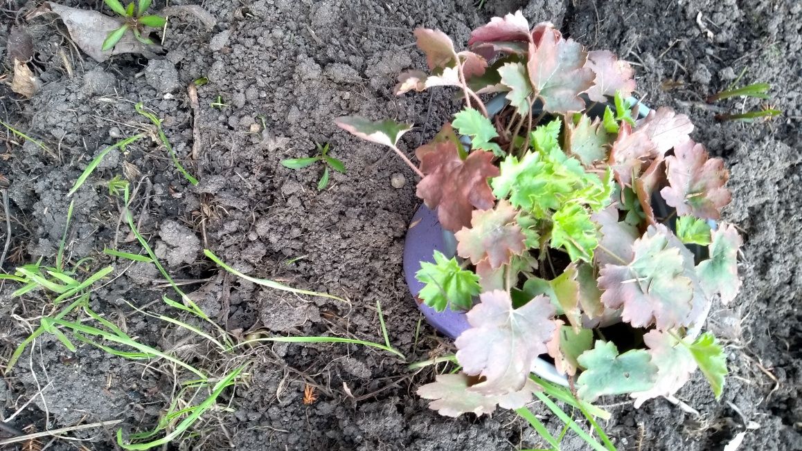 Żurawka bergenia czyściec wełnisty