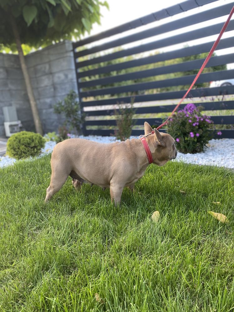 Buldog francuski