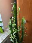 Kwiat kaktus Wilczomlecz ok 130cm