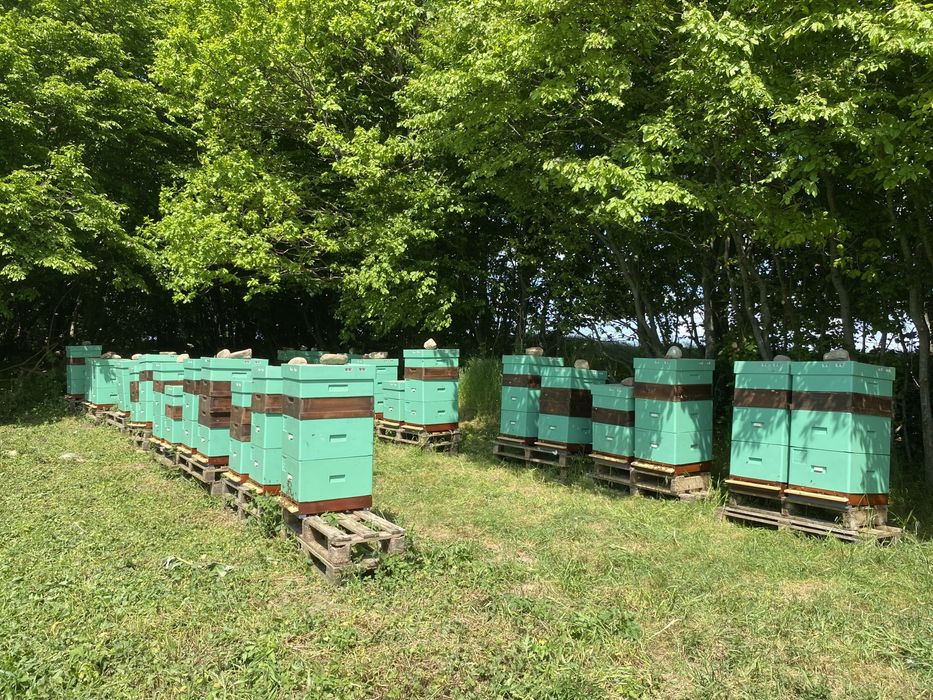 Przezimowane odkłady pszczele 6 ramkowe wielkopolskie