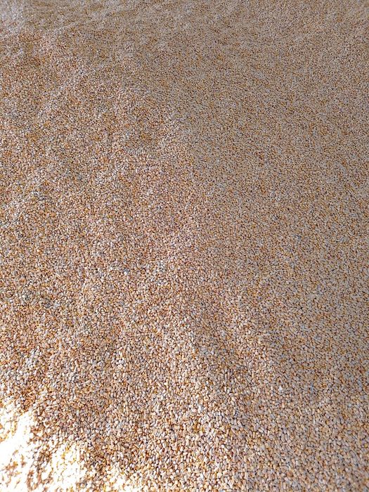 Vendo Milho graúdo , ideal para partir