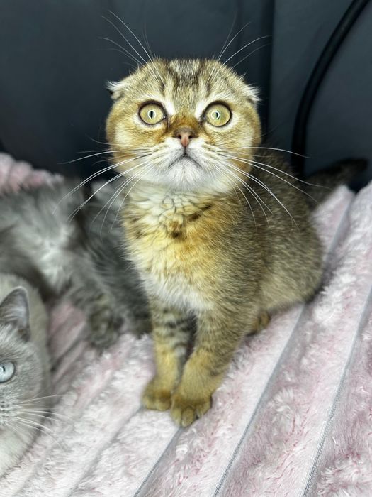 Kocurek szkocki płowy