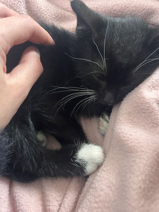 czarny mały slodki kotek