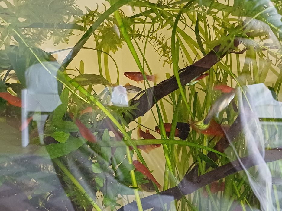 Rosliny akwariowe trawa VALLISNERIA SPIRALIS