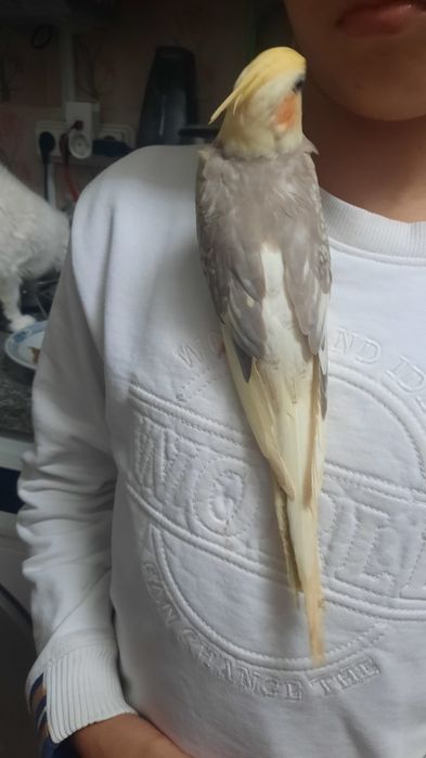 Caturra macho Arlequim Canela Face Amarela e Roseicollis, criados à mã