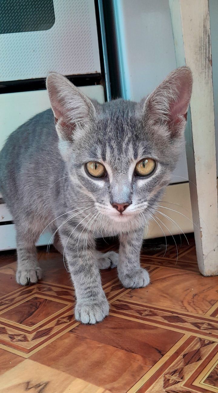 Маленький полосатый котёнок мальчик ищет дом! Котята! Отдам в хорошие