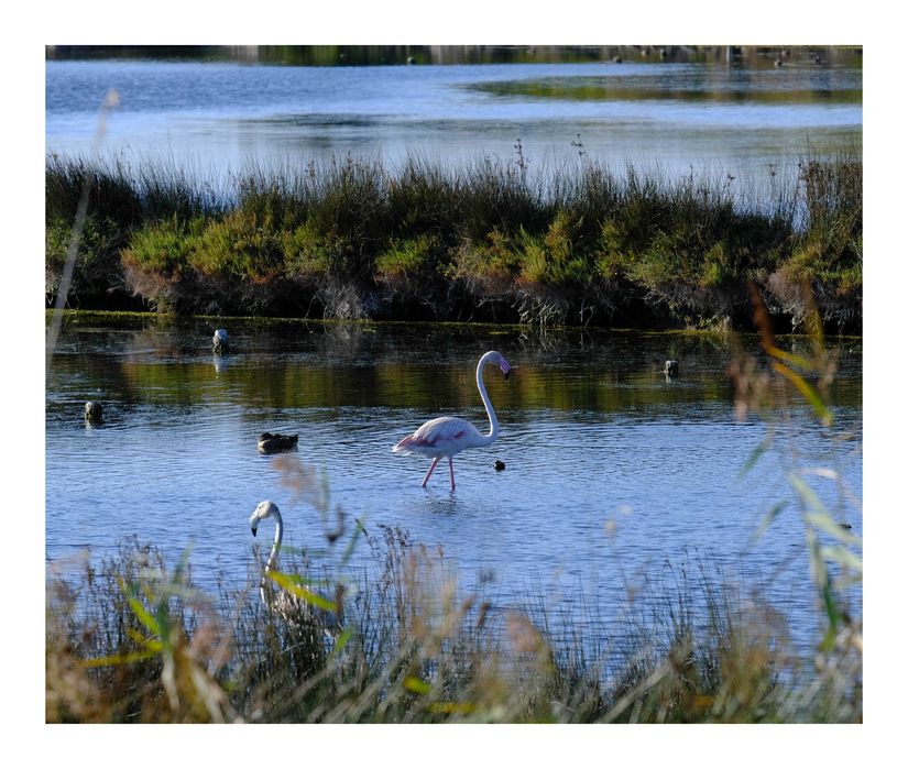 Fujifilm XF 55-200mm f/3.5-4.8