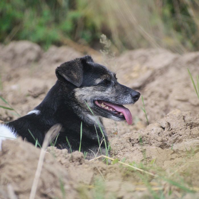 Spokojna sunia szuka domu