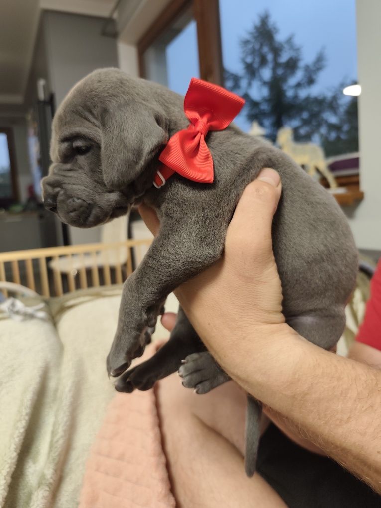 Dog niemiecki błękitny