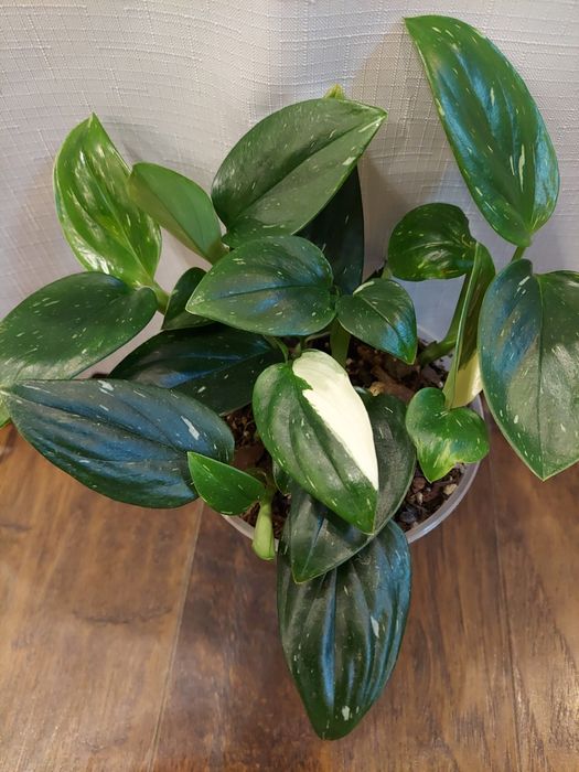 Monstera Cobra. Roślina doniczkowa.