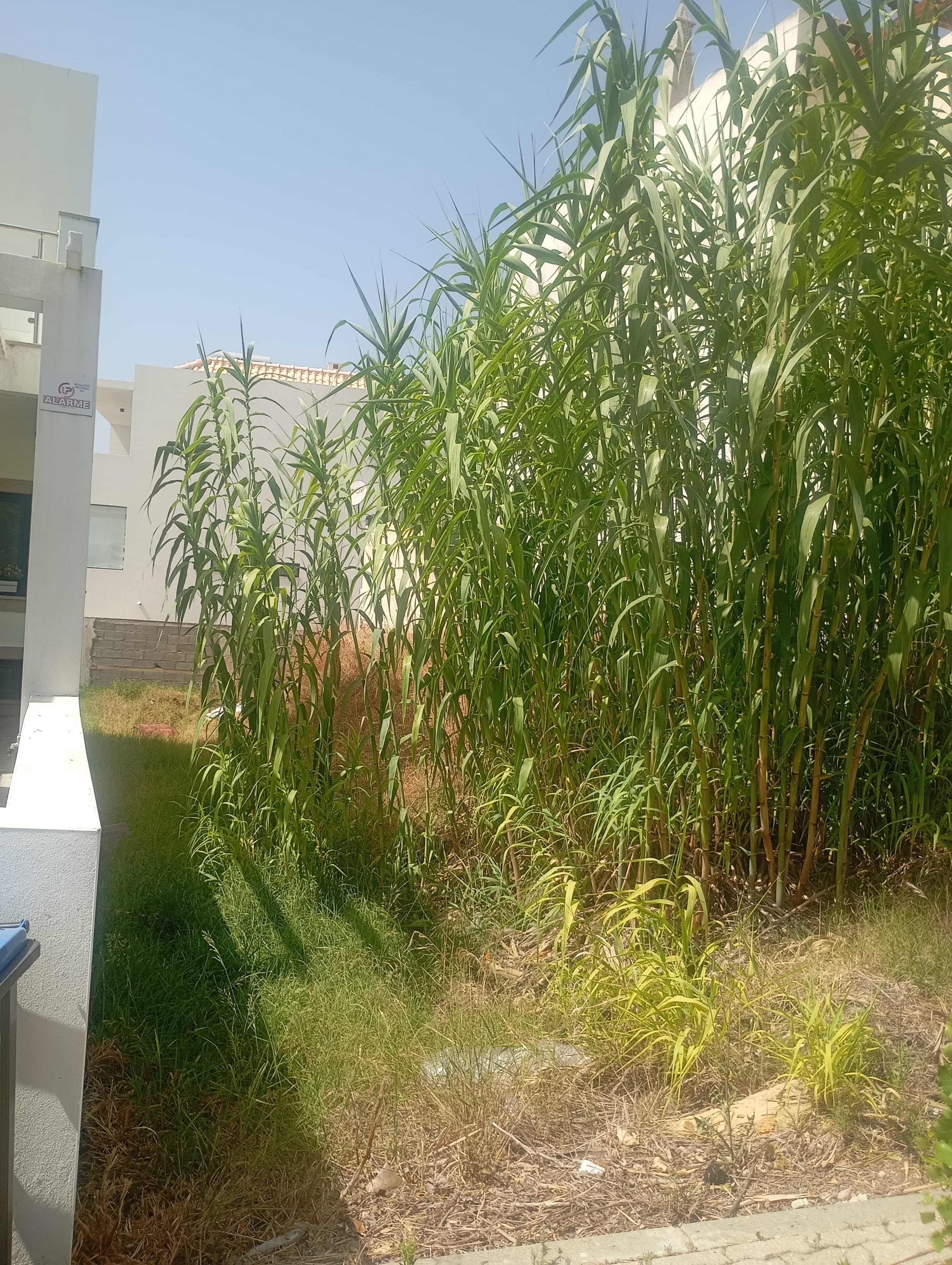 Lote de terreno nas Gambelas, Faro