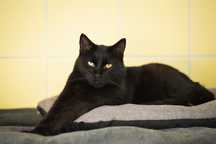 Czarny kocurek Charlie do adopcji!