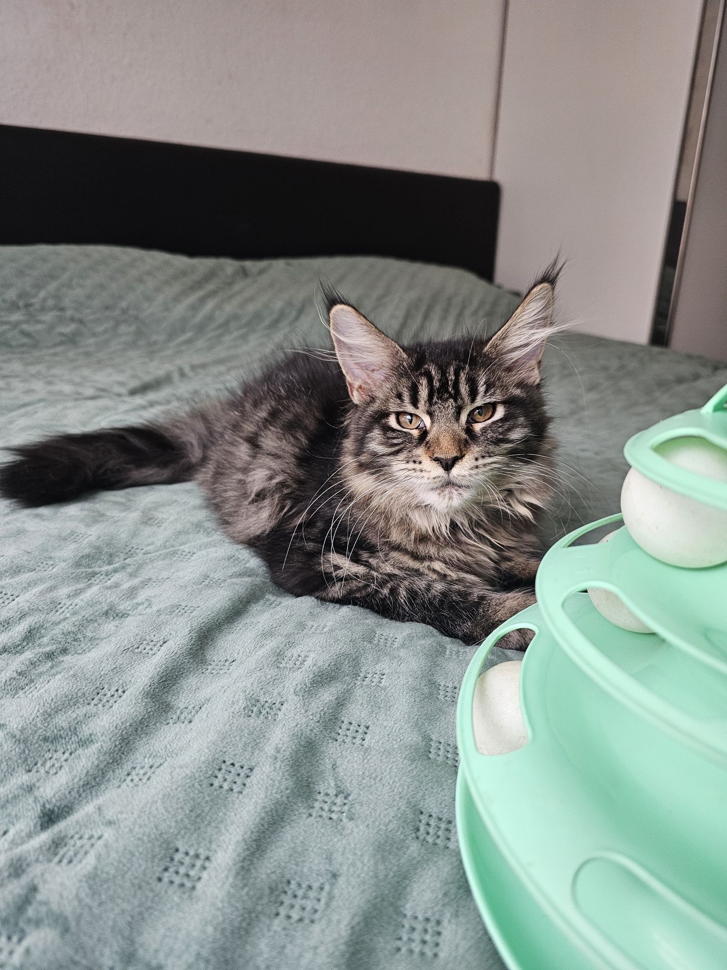 Kotka Maine Coon  Certa. Opcja hodowlana