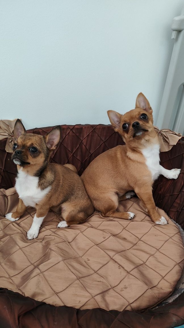 Chihuahua- dwie suczki krótkowłose fci