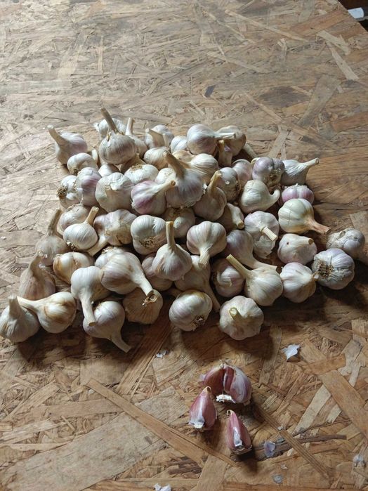 Czosnek Ornak 70 sztuk 4,0 cm przesyłka OLX Tanio!