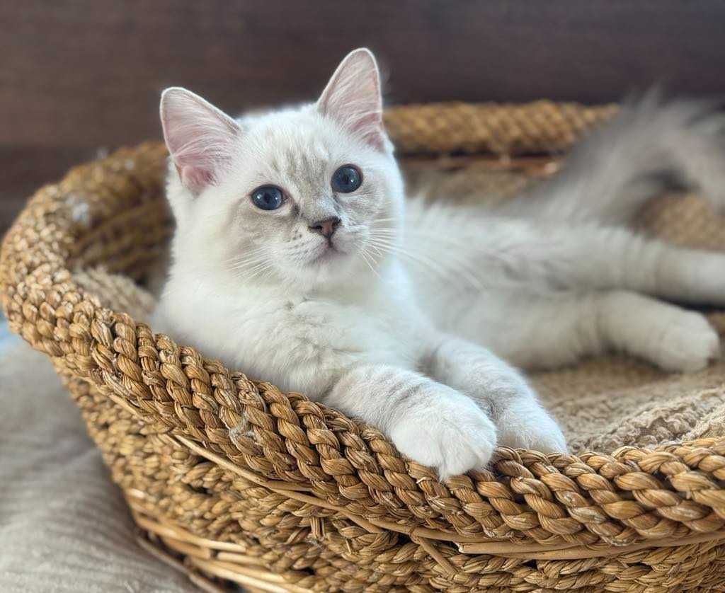 Kocurek Ragdoll pręgowany Blue mitted