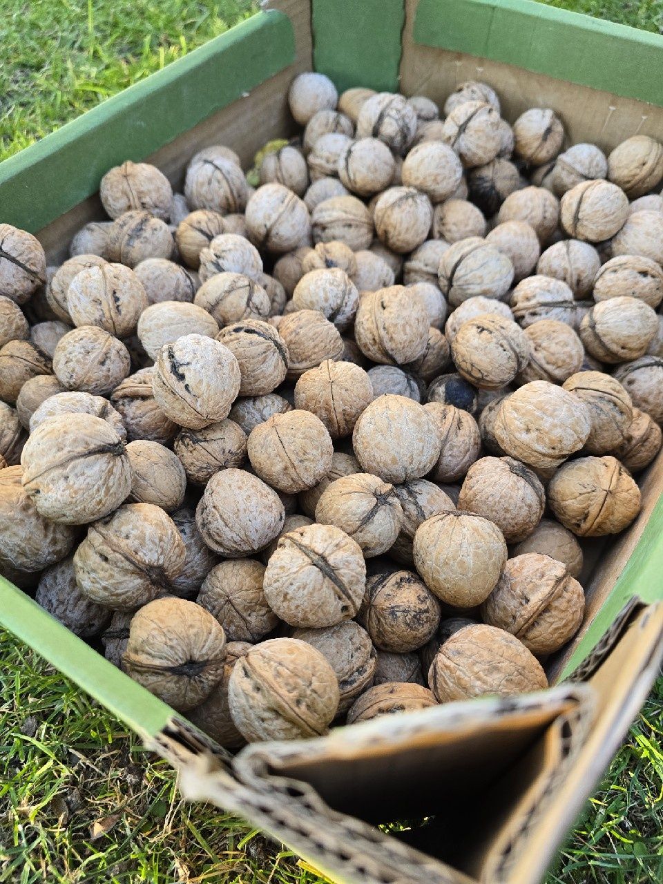 Orzechy włoskie w łupinie 6kg