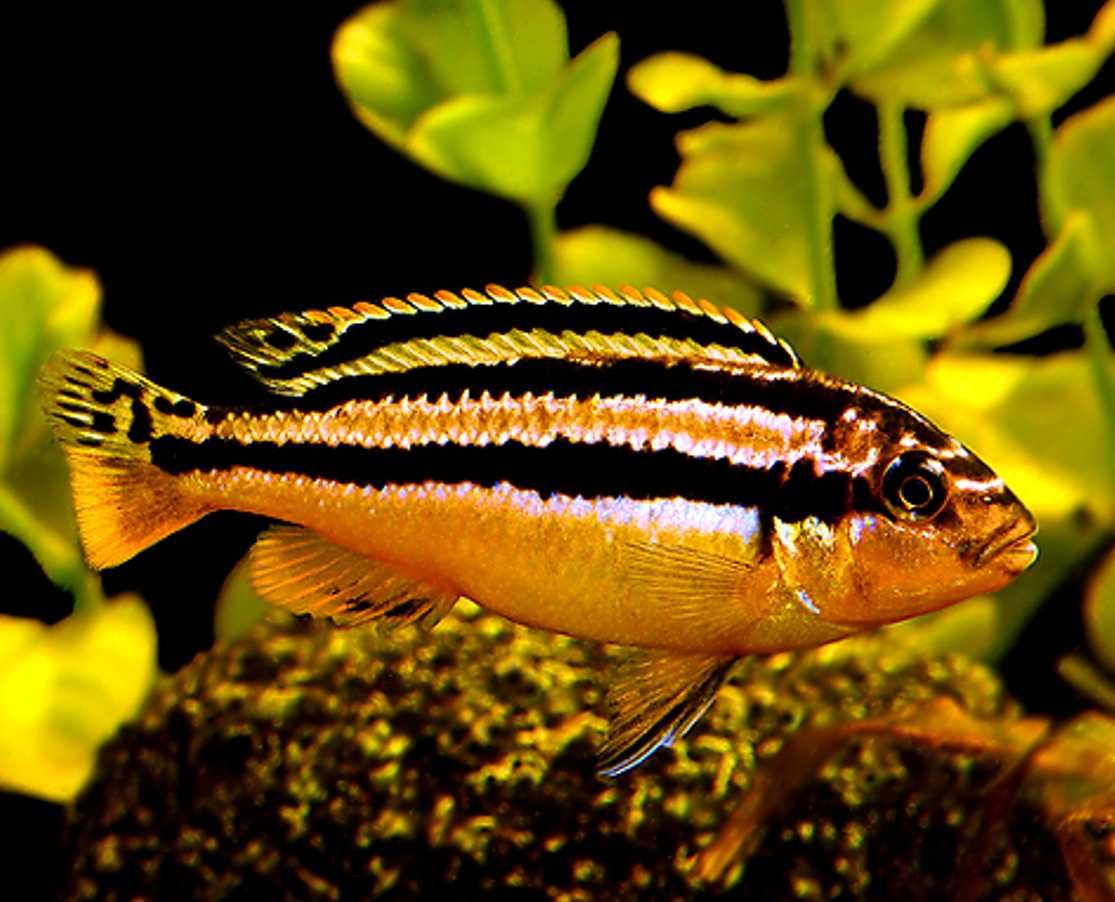 Pyszczak złocisty - Melanochromis auratus - dowóz, wysyłka