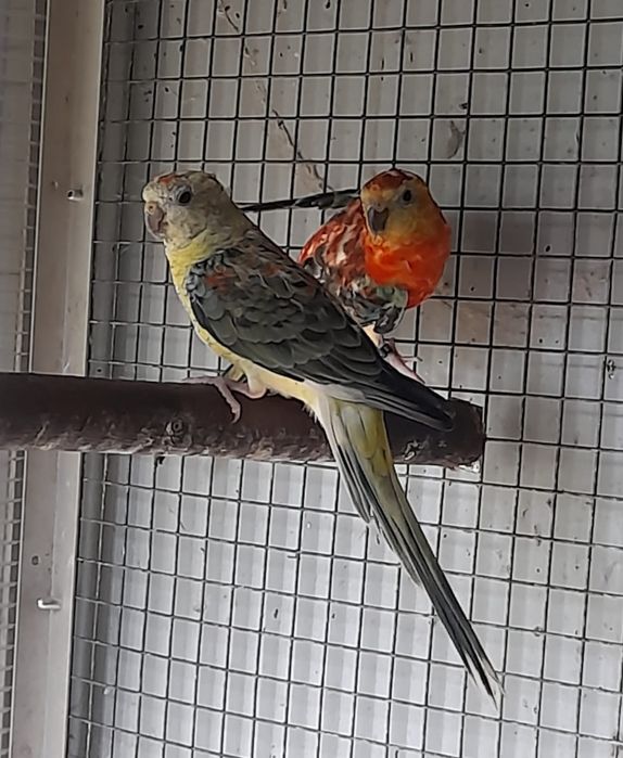 Casais Red rumped