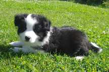 Border Collie - ZKwP/FCI śliczny piesek po Championach